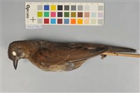 藏品(白腹鶇)的圖片